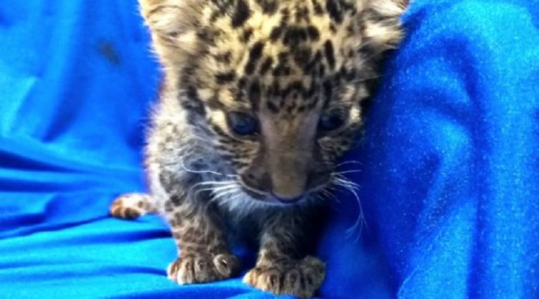 Uçak yolcusunun bavulunda leopar yavrusu bulundu