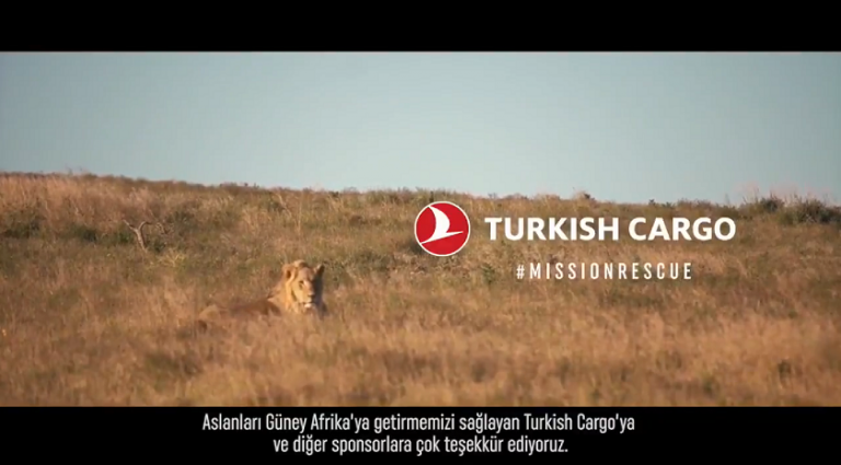 Turkish Cargo’dan Kiev’den Johannesburg’a Aslan Kurtarma Operasyonu