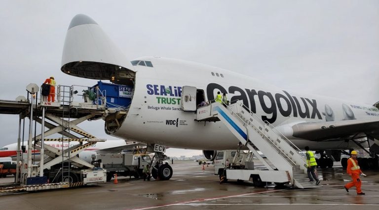 Cargolux Beluga Balinalarını Yeni Yuvalarına Uçurdu
