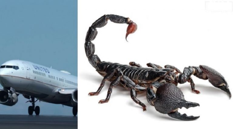 United Airlines uçuşunda bir yolcuyu akrep soktu