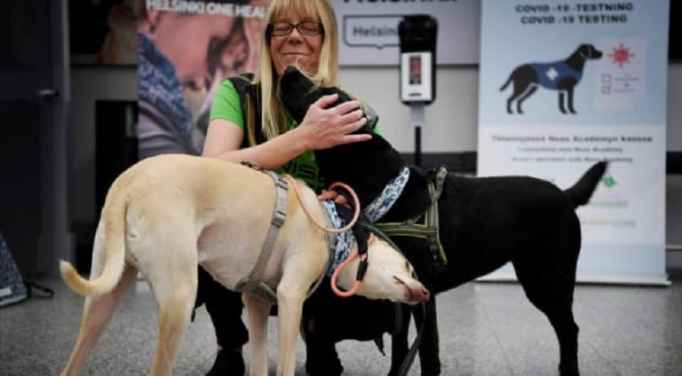 Havalimanı’nda eğitilmiş köpekler korona testi yapacak
