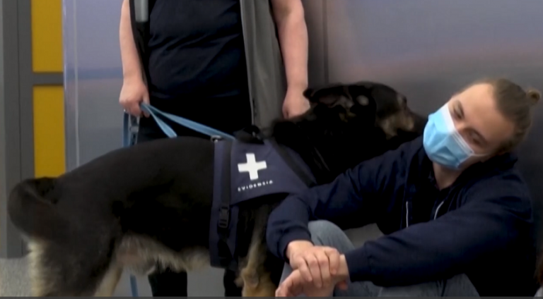 Köpekler Corona Virüsünü Tespit Edebilir mi?