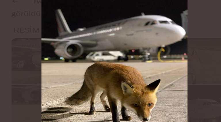 Havalimanın maskotu ‘Fox Trot’