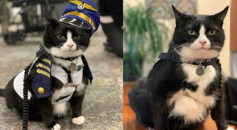 14 yaşındaki kedi Havalimanında işe başladı!