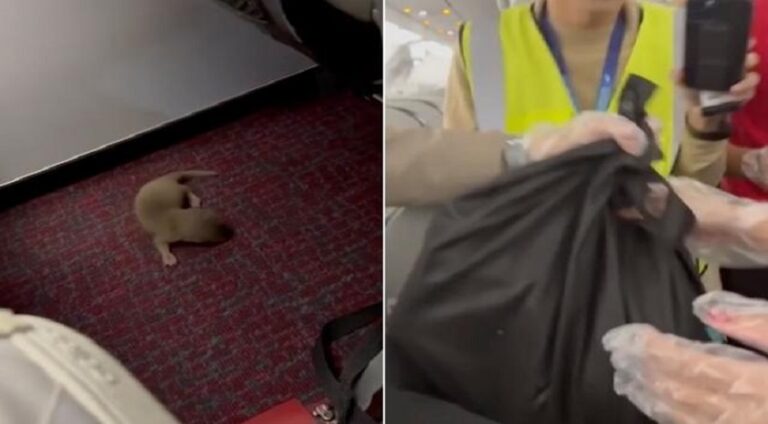 Kaçak fare ve su samuru uçakta paniğe neden oldu (video)
