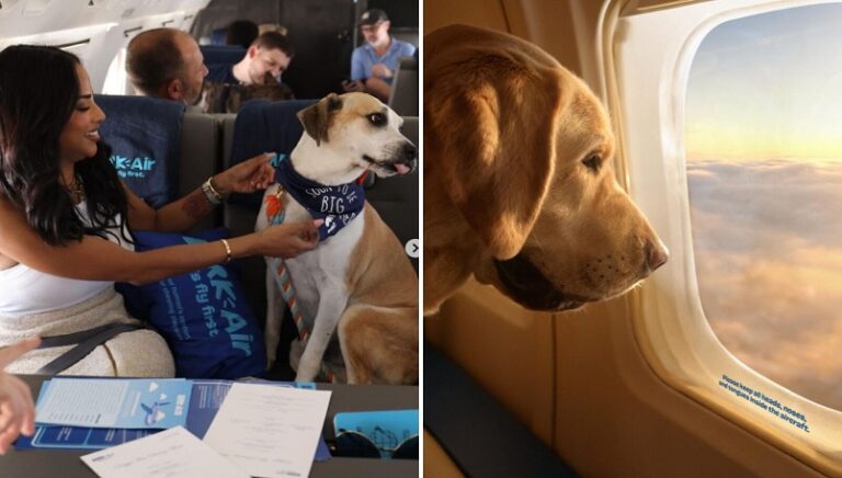 Köpek havayolu BARK Air, New York’tan Los Angeles’a ilk uçuşunu tamamladı