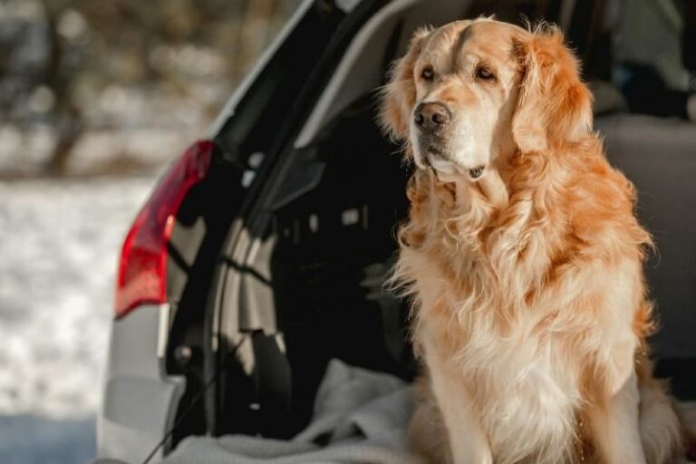 Swedavia, yeni yıl arifesinde köpekler için ücretsiz sessiz park yeri sunuyor