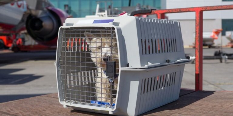 Aeroflot, uçak kabininde  evcil hayvan taşıma sayısını genişletti