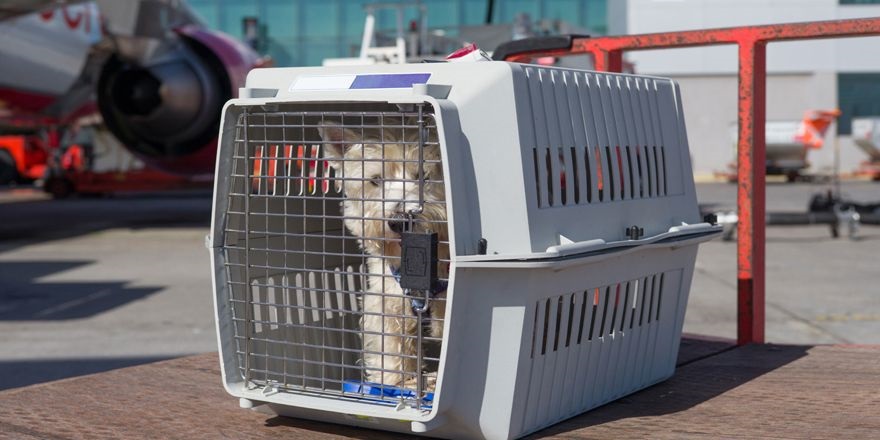 Aeroflot, uçak kabininde evcil hayvan taşıma sayısını genişletti