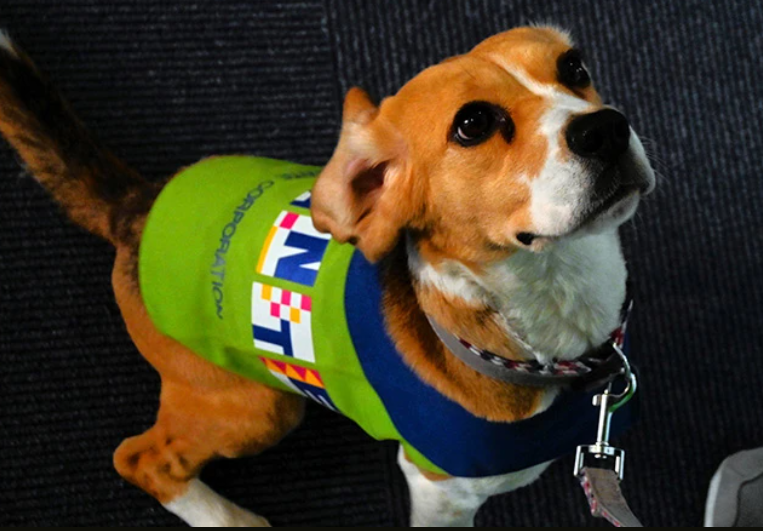 Japonya’daki otellerde tahtakurusu tespit eden köpeklere olan talep hızla artıyor