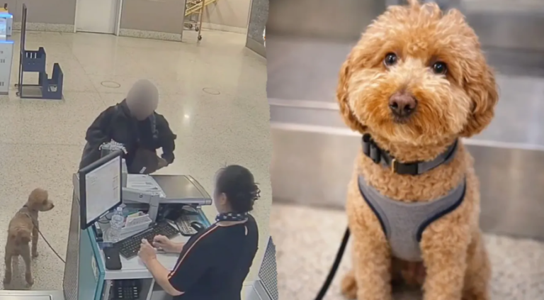 Vicdansız yolcu: Uçağa binmek için köpeğini terk etti tutuklandı [VİDEO]