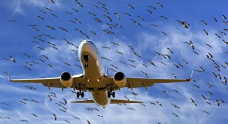 Rusya, kuş çarpmasına karşı sistem geliştirdi