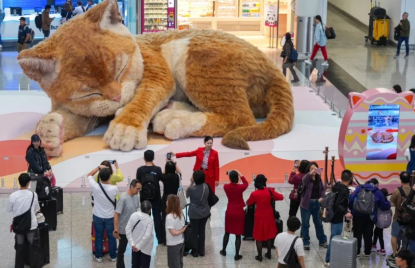Havalimanına dev bir kedi indi!