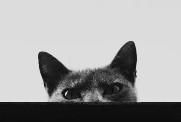 Schrödinger’in Kedisi için yeni ihtimaller: Daha karmaşık kuantum durumları oluşturuldu Schrödinger’in Kedisi için yeni ihtimaller: Daha karmaşık kuantum durumları oluşturuldu