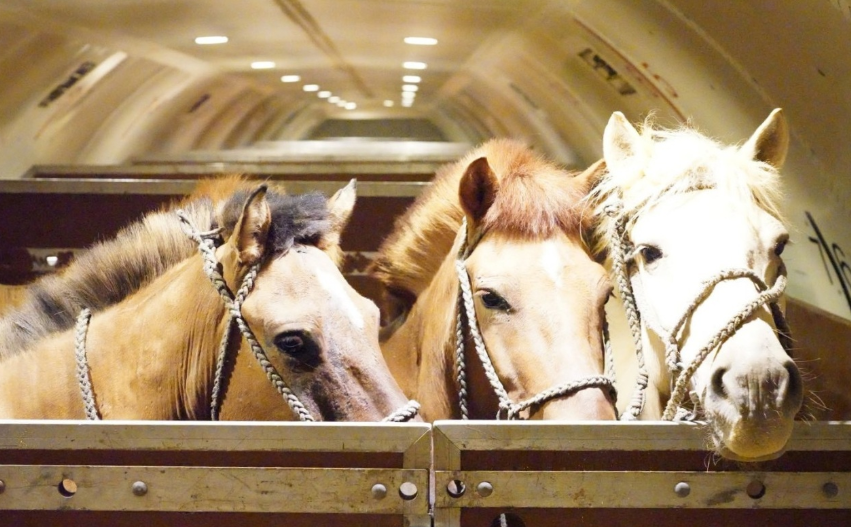 Boeing 757 tipi bir uçakla gerçekleştirilen üç uçuşta, Doğu Asya’da 120’den fazla Moğol atı taşındı Boeing 757 tipi bir uçakla gerçekleştirilen üç uçuşta, Doğu Asya’da 120’den fazla Moğol atı taşındı