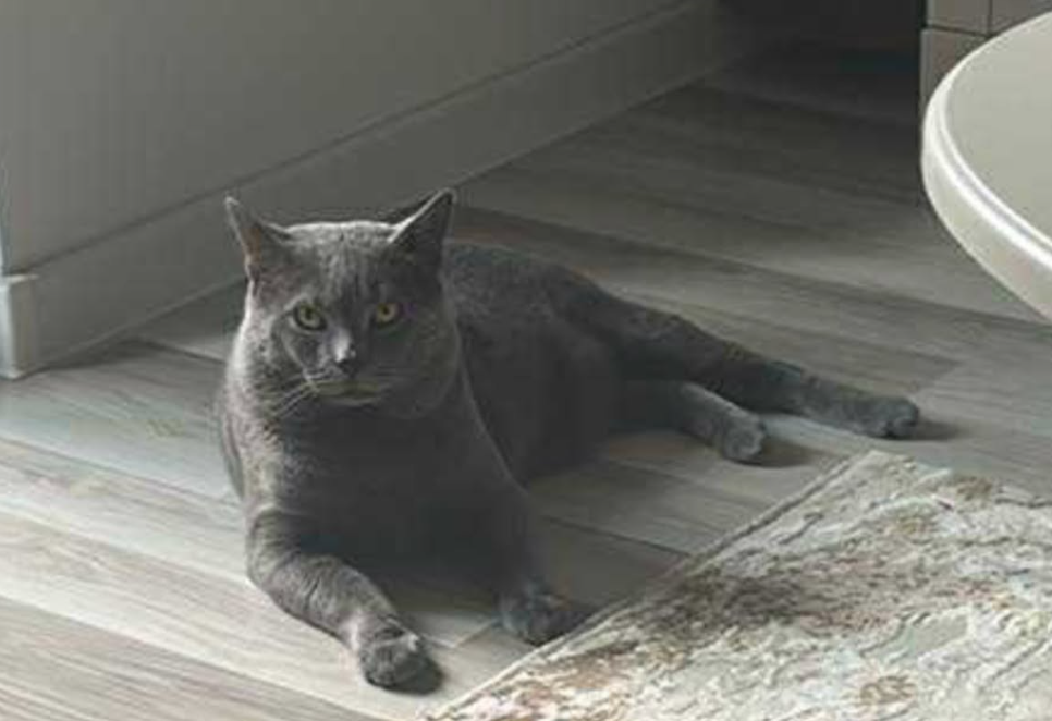 Mishu nerede?